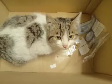 吹雪の中凍えそうな仔猫を保護(=‘ｘ‘=)