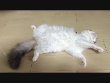 【モフモフ】耐え難い誘惑を仕掛けてくる白いモフモフ