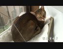 実家猫，3兄弟に混じりたい混ざれない