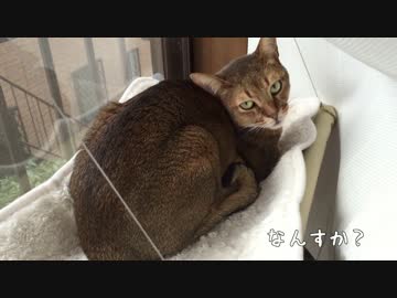 実家猫，3兄弟に混じりたい混ざれない