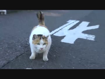 住宅街に現れた猫一家、いつの間にか猫時空を形成する