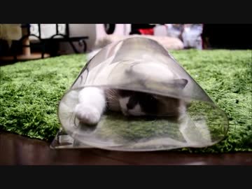 ビニールシートと猫