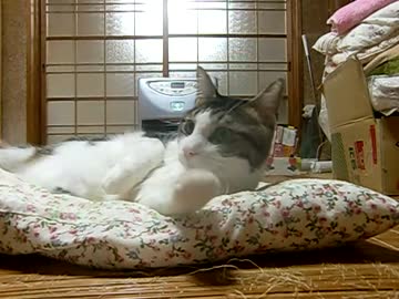 ガエのブラッシング