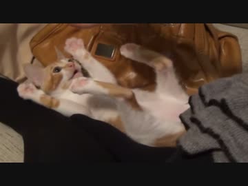 レオとしじみの新生活 Vol.13 　さようならレッド