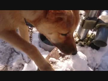 子犬の雪遊び2