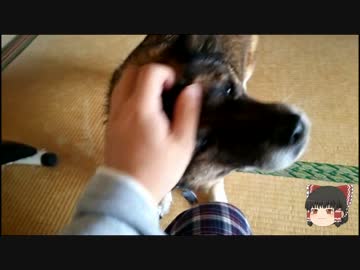 【ミニ四駆】ゆっくりミニ四駆始めました。17