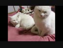 催眠術にかかる猫
