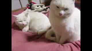 催眠術にかかる猫