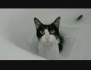 猫がお風呂で尻尾を追いかけるとこうなった！