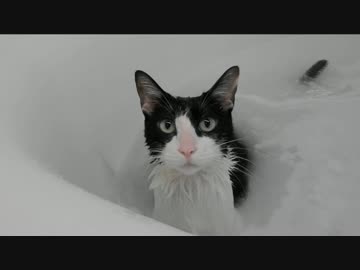 猫がお風呂で尻尾を追いかけるとこうなった！