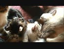 猫団子、一匹追加