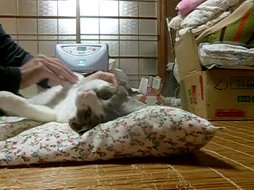 シィちゃんのブラッシング。