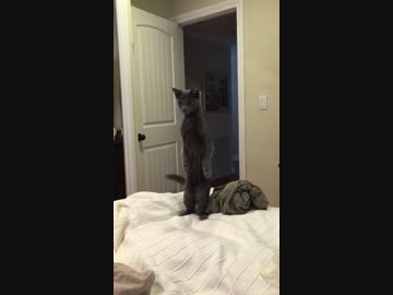 な、なんだってー！思わず立ち上がって見る猫、一方犬は？