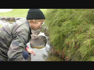 イチゴの匂いがする生物がいるらしい【沖縄】
