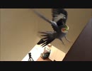 二階まで飛べるようになったオカメインコ