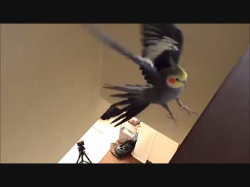 二階まで飛べるようになったオカメインコ