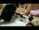 キックで喧嘩を制する猫の図