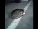 歌う猫