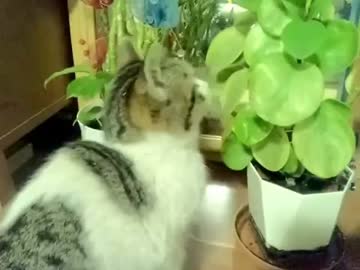 メイ(=‘ｘ‘=)３日目　しばらく和人の部屋いさせます(*´∀｀*)