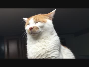 動かない猫