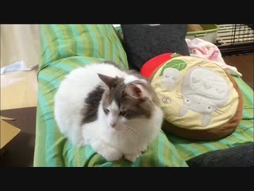 猫がテレビ見てるオッサン並にくつろいでたのでセリフ付けてみた
