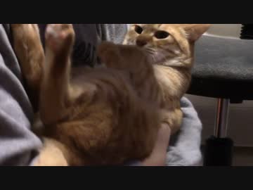 拾いねこ＠生後1306/1273日目　久々の体重測定動画。