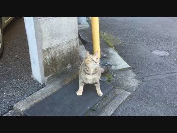 （＾ω＾≡＾ω＾）