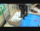 出せ～　出さないと脱走するぞ＾＾