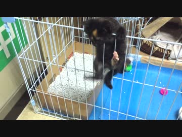 出せ～　出さないと脱走するぞ＾＾