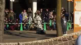 猛獣脱出対策訓練2016 上野動物公園その2