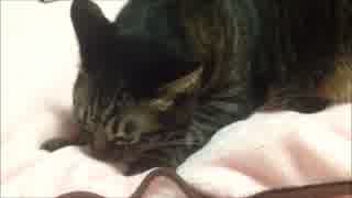 ふみふみ猫ちゃあさん