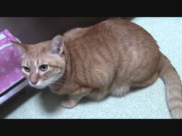 拾いねこ＠生後1307/1274日目　ペット用？の掃除機が届きました。