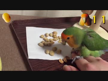インコが節分の豆をつつくだけ【ボーナスステージ風】