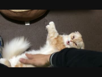 もふもふなスコティッシュがくねくねする