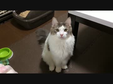 【モフモフ】静かなるおねだり  〜主の幻聴再び〜