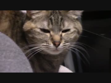 拾いねこ＠生後1308/1275日目　ダイスキ！FESというのに行ってきました。