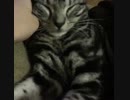 ピクピクピクピク