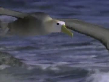 鳥の世界01『翼の記憶』前半