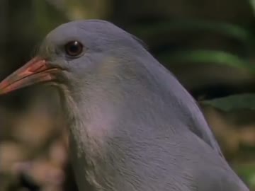 鳥の世界01『翼の記憶』後半