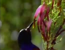 鳥の世界03『飽くなき食欲』前半
