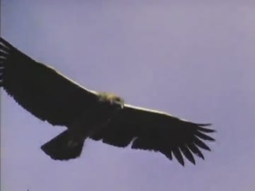 鳥の世界04『空を舞う肉食獣』前半