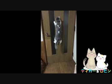跳躍力を鍛える猫