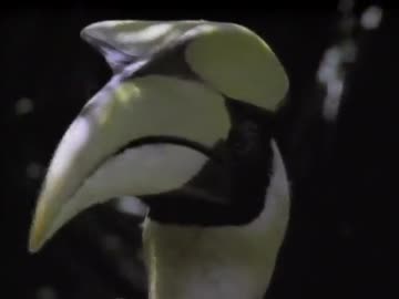 鳥の世界06『衣装と歌のメッセージ』前半