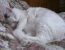 眠るぬこ