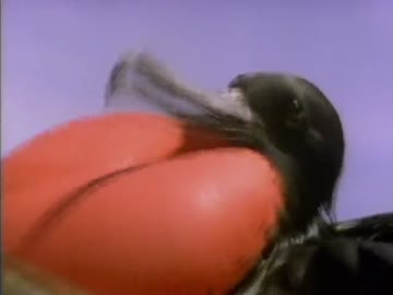 鳥の世界07『求愛の芸術』前半