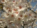 アコギ　弾き語り　「桜のような恋でした」
