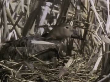 鳥の世界08『巣と卵の攻防』後半