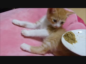 爆睡中の赤ちゃん猫にご飯を差し出したらすぐに反応しました(=^・・^=)