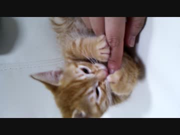 【拾い猫】子猫の時の思い出。お手てハミハミ