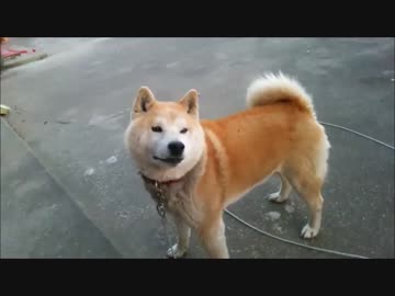 「さんぽ」と言うとテンション上がる柴犬